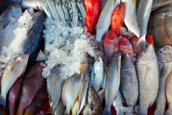 راه تشخیص ماهی پرورشی خوب از بد