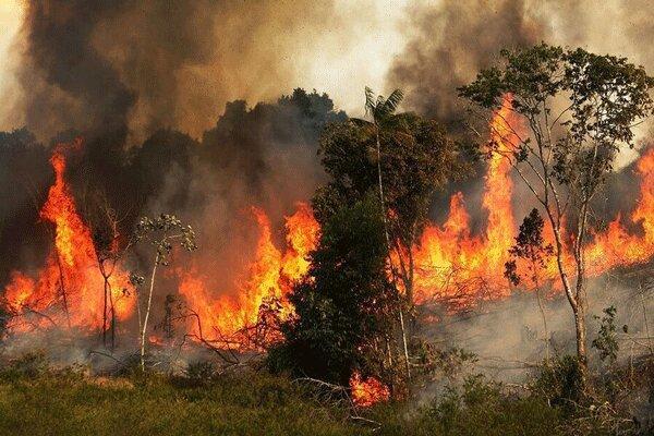آتش پارک ملی بمو را درنوردید آتش پارک ملی بمو را درنوردید