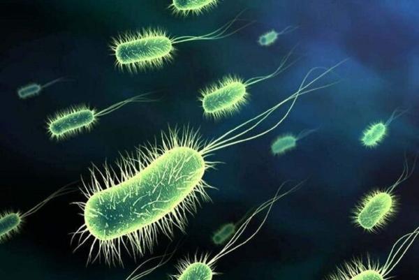 ابتلای 37 نفر در کشور به وبا